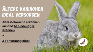 Ältere Kaninchen optimal pflegen: 10 Erkennungszeichen von hohem Alter und 4 wichtige Tipps