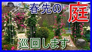 【バラ庭】ベーサルシュート確認・切り戻し・芽かき★楽しい季節になってきました！