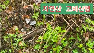 고사리보다  맛나다는 고산 자연산  고비산행 #고비나물#님아그강을건너지마오 #약초산행