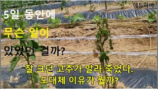 잘 크던 고추가 말라 죽었다. 5일 동안 무슨 일이 있었던 걸까?