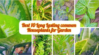 Best 10 Long Lasting common   Houseplants for Garden|| #gardening #permanentplants 🪴🪴