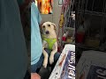 first she stole the paper towels studiodog studiolife