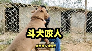 斗犬比特发怒咬人险些被处理，东方猛犬藏獒在它面前进攻迅猛