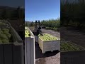 bartlett pear harvest