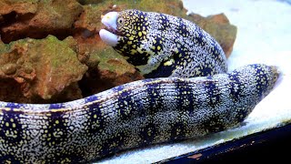 Facts: The Snowflake Eel