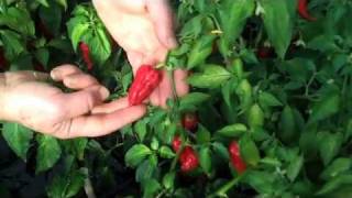 Dorset Naga - a superhot chilli