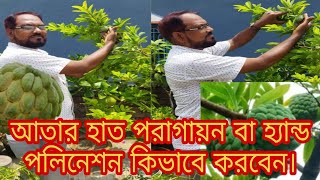 শুধু একটি কাজ করলে টবের গাছে ফলবে বেশি আতা/ শরিফা/সীতাফল।#Custard apple /Sugar apple in pot on roof.