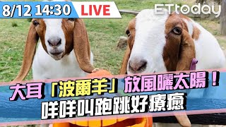 【LIVE】8/12 動物園直播 大耳「波爾羊」放風曬太陽！咩咩叫跑跳好療癒｜ETtoday寵物雲