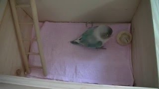 7歳　木製おもちゃをやっつける　ボタンインコのピーちゃん　lovebird