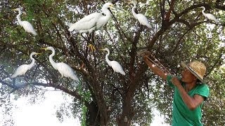 Catch and cook birds for food In Cambodia | How to Catch And Cook Wild Big Birds In Cambod