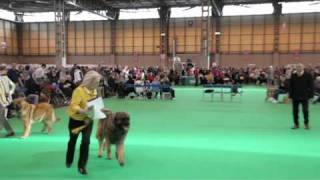 dfs Crufts 2011 Day 2 - Best of Breed Leonberger