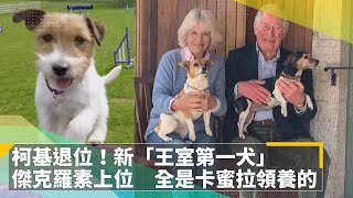 柯基退位！新「王室第一犬」傑克羅素上位　全是卡蜜拉領養的｜鏡速報 #鏡新聞