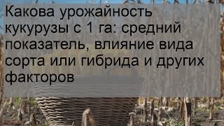 Какова урожайность кукурузы с 1 га: средний показатель, влияние вида сорта или гибрида и других фа.