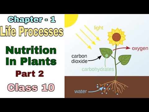 Life Processes || Nutrition In Plants || Class 10 - YouTube