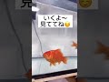 金魚のモグモグ姿ってかわいいよね☺️ 金魚 shorts