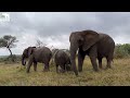 What You Can Tell About Elephants by Looking at Their Dung | Elephant & Plant Lessons 🐘🌿