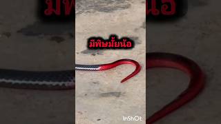 ไอ้เราก็นึกว่าสายยาง ที่ไหนได้#snake #snakes