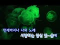 tj노래방 노래는나의인생 이미자 tj karaoke