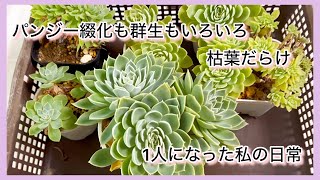 [多肉植物] 綴化も群生もいろいろ全部パンジー^_^1人になった私の戯言