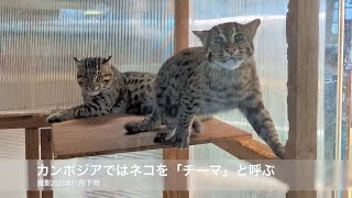 鳥羽水族館・スナドリネコの子ども 2023年11月