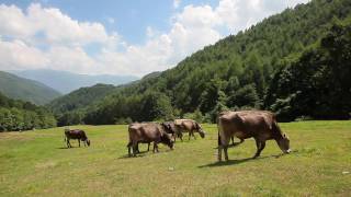 清水牧場チーズ工房（fromages de montagne）