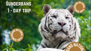 1  - Day Sunderbans Trip | Perfect day trip from Kolkata | Sunderbans Exploration | #wildlife #vlogs