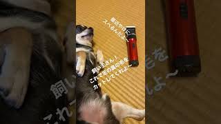 犬の足の裏の毛をカットする