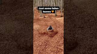 just some fallen leaves 🍁 reels official creator 🎥 video #shortsfeed