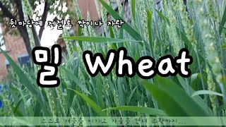 Wheat growing in my small backyard 뒷마당에서 밀 키워본 사람? 스스로 자란 밀, 성장에서 수확까지