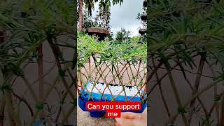 portulaca flowers grafting ideas |how to grow portulaca cutting | gul dopehri cutting Kasy lgaye