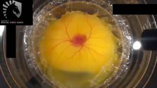 JAPANESE STUDENTS HATCH A HEN'S EGG WITHOUT A SHELL!