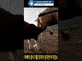 아빠염소의 생식기를 젖으로 생각한 아기 염소 goat