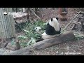 pandas whispering gossips to each other ipanda