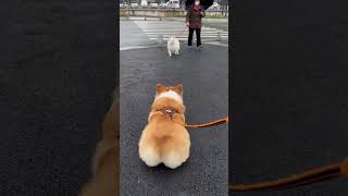 お尻ぷりぷり　フリフリの犬