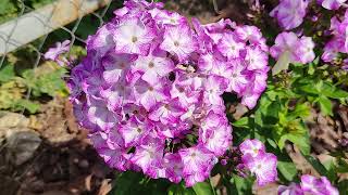 Флокс Фрекл Блю Шейдс (Freckle Blue Shades). Первое впечатление