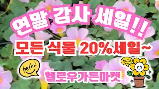 헬로우가든마켓🌳연말감사세일11(수)~31(화)까지식물20%세일#사랑초16종나이트프린세스#일본단풍나무,자엽자귀나무30%#흑향동백#보라싸리#블론즈싱고니움#파이퍼핑크메탈#핑크아디안텀🌳