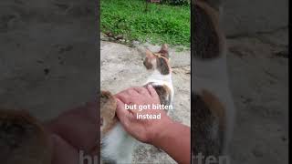 Got Bitten When I Petted A Stray Cat Shorts