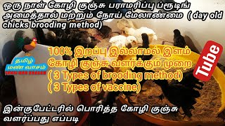 100% இறப்பு இல்லாமல் இளம் கோழி குஞ்சு வளர்க்கும் முறை |ஒரு நாள் குஞ்சு பராமரிப்பு ப்ரூடிங் அமைத்தால்