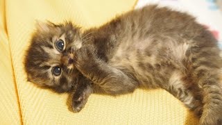 お腹いっぱいになってご機嫌なポーズを繰り出す子猫がかわいい【赤ちゃん猫】【保護猫　子猫】