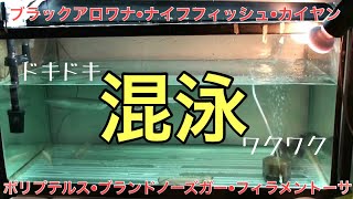 大型魚育成90cm水槽にブラックアロワナを投入しました【古代魚】