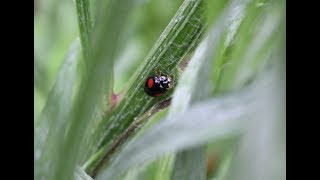 小さな窓の花ごよみ 1190  初夏の庭  ♪ アフトンの流れ  ザ・スコラーズ  ♪