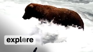 The Brown Bears of Katmai National Park, Alaska