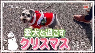 サンタの格好した愛犬がかわいすぎた【vlog】