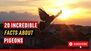 20 INCREDIBLE FACTS ABOUT PIGEONS 2022