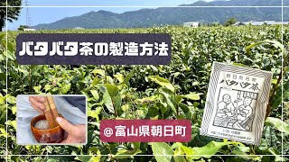 バタバタ茶の製造方法【富山県朝日町】