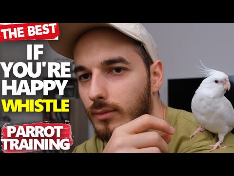 рџћµif You Re Happy Whistling Cockatiel Singing Training Parrot Training