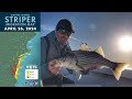 Striper Migration Report | April 26, 2024