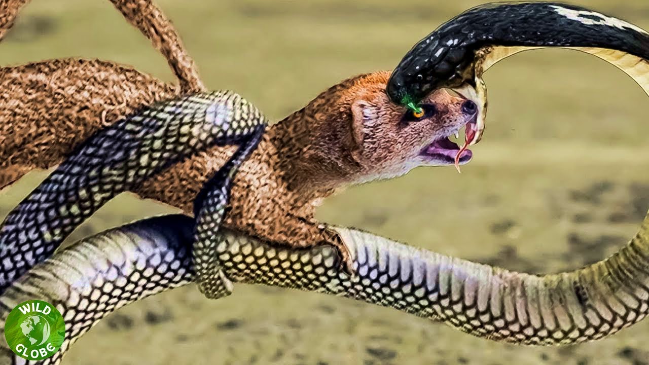 King Cobra Vs Mongoose - Cobra Is Punished When Squirt Venom Into ...