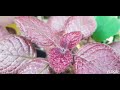 episcia cupreata flame violet complete guide care propagation display u0026 landscape ideas