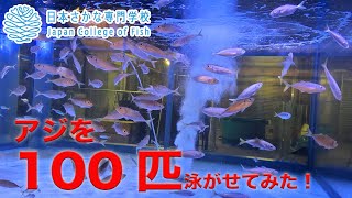 [さかな ]巨大水槽にアジ100匹泳がせてみた!